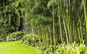 An exquisite decorative border for zen gardens and lawn pieces, bamboo can equally stand up to the task of protective fence and barrier. Tips For A Low Maintenance Bamboo Backyard Weather Stationary