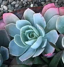Chemical weed control, garden weed control, lawn control and removal for your home and business services and blue weed is one of the very few noxious weeds that are native to the state of arizona. Echeveria Blue Sky In The Echeverias Database Garden Org