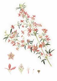 Maybe you would like to learn more about one of these? 17 Christmas Bush Ideas Christmas Bush Australian Wildflowers