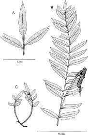 Image result for Lomariopsis hederacea
