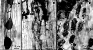 Agricultural machinery relates to the mechanical structures and devices used in farming or other. Assessment Of Arbuscular Mycorrhizal Fungal Diversity In Roots Of Solidago Gigantea Growing In A Polluted Soil In Northern Italy Vallino 2006 Environmental Microbiology Wiley Online Library