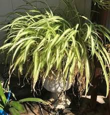 Check spelling or type a new query. Spider Plant Triptych Under The Solano Sun Anr Blogs