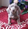 Piebald Isabella Dachshund Long Hair