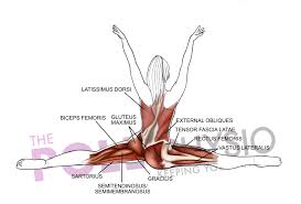 The below video highlights a specialized position that prioritizes. Anatomy Of A Front Split Simone Muscat Physio