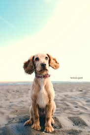 Cocker Spaniel Puppy Cocker Spaniel Puppies Instagram Dogs Cat Training