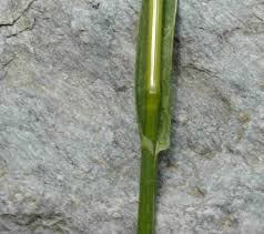 Image result for Poa