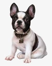 download french bulldog puppy images clip art cute dogs 3d tubes dogpng image for free and search more hd png i puppy images cute dogs french bulldog dog