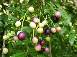 Image result for Clausena anisata