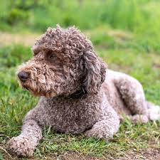 14 Curly Haired Dogs That Ll Have The Same Do As You In 2020 Curly Dogs Long Haired Dog Breeds Water Dog Breeds