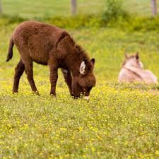 5 North American Donkey Breeds And 6 Imported Ones In 2020 Donkey Breeds Breeds Animal Companions