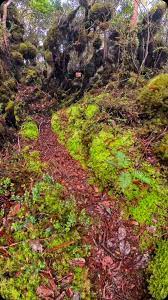 Melewati hutan lumut yang syahdu menuju puncak Bukit Raya #hutanlumut  #bukitraya #bukitraya2278mdpl #sevensummits #sevensummitsindonesia  #adventure #nature #mountain #hiking