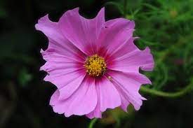 Cosmos A Multipurpose Bee Flower Honey Bee Suite Bee On Flower Honey Bee Flowers