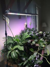 Riparium Plants Aquascape Freshwater Aquarium Plants