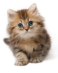 Scottish Fold Yavrulari Bogazici Pet