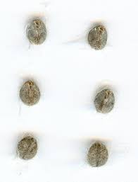 Image result for Ipomoea magnusiana