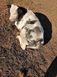 „pentru a exporta nuci sau miez de nucă trebuie exercitate cerinţele ţării respective, iar produsele de uz fitosanitar utilizate trebuie să fie înregistrate. Cumparatori Vitei Pentru Export