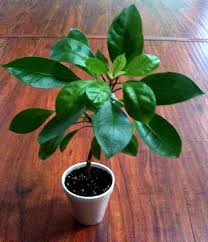 Image result for Eureiandra leucantha