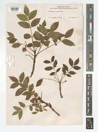 Image result for Ekebergia benguelensis