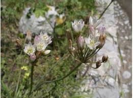 Image result for Nothoscordum borbonicum