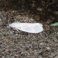 Image result for Monopsis decipiens