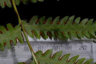 Image result for Pteris tripartita