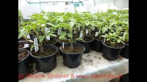 Wann soll ich tomaten aussäen? Tomatenpflanzen Pikieren Und Anschliessende Pflanzenpflege Lilatomate