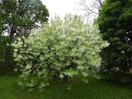 Image result for Chionanthus