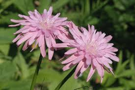 Image result for Pseudopodospermum hispanicum