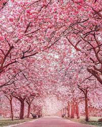 Blossom Trees Greenwich Park In London Pink Blossom Tree Nature Landscape