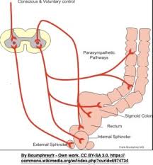 Check spelling or type a new query. Anatomy Pelvic Floor Physical Therapy Specialists In Metro Atlanta
