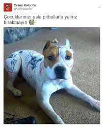 Aslinda Iyi Bir Kopek Turu Insanlar Onalari Kotulestiriyo 2020 Komik Seyler Komik Komik Goruntuler
