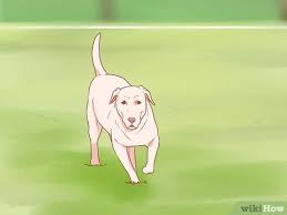There are two different types of invisible pet fences, a wireless fence and an underground fence. How To Train A Dog To Use An Electric Fence 15 Steps