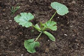 Das ist die zeit, in der die eisheiligen über das wetter «entscheiden». Zucchini Anbauen Ertragreiches Allroundtalent Im Garten