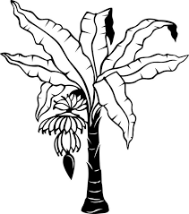 Banana Tree Drawing Clipart Best Tree Drawing Tree Coloring Page Leaf Coloring Page