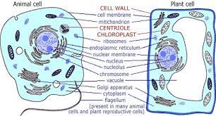 Do Plants Have Dna Quora Animal Cell Plant Cell Plant And Animal Cells