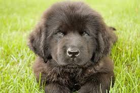 what is the size of a newfoundland dog monthly bby