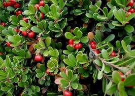 Image result for Uvaria angolensis