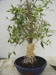 Image result for Ficus burkei