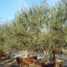 Image result for Olea capensis