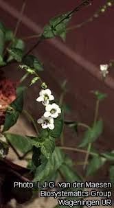 Image result for Asystasia malawiana