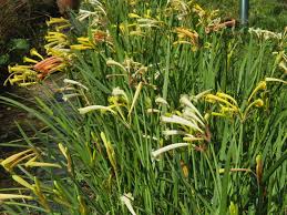 Image result for Cyrtanthus galpinii