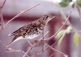 Image result for トラツグミ