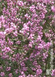 Image result for Muraltia