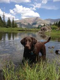 Chocolate Lab Kelbi Enjoying A Mountain Lake In Colorado Cutestdogever Puppy Chocolatelab Labrador Retriever Chocolate Labrador Retriever Labrador Dog