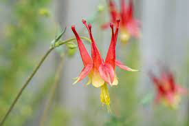 How To Grow And Care For Columbine