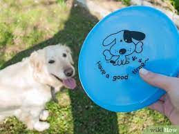 Start by playing tug of war at home with the frisbee. How To Teach A Dog How To Catch A Frisbee 10 Steps