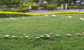 The total forest coverage in scotland is currently around 17% of the land area. Mushrooms In Your Lawn Could Be A Fairy Ring Organic Plant Care