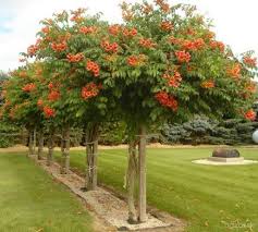 Check spelling or type a new query. Trubkovec Vam Skrasli Pergolu Terasu Aj Plot Bazar Sk Garden Vines Trumpet Vine Dream Garden