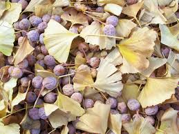 Ginkgo biloba is a deciduous tree growing to 30 m (98ft) by 9 m (29ft) at a slow rate. Starting A Ginkgo Tree From Seed Dengarden