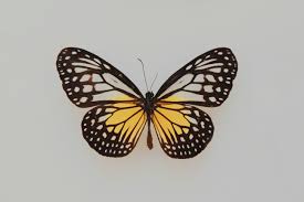100 Butterfly Pictures Hq Download Free Images On Unsplash Viceroy butterfly illustration, butterfly computer icons, butterfly, brush footed butterfly, insects png. unsplash